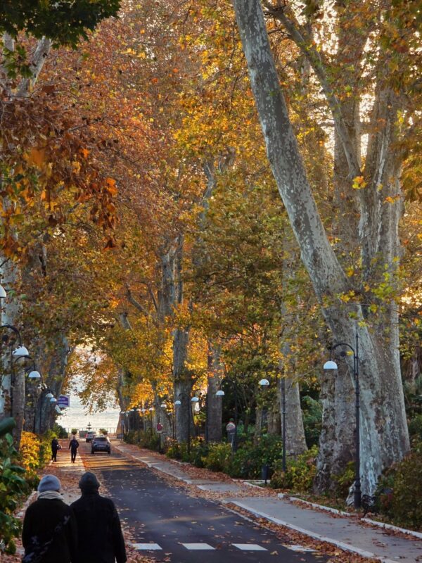 Viale Monumentale Prospettico Colesanti