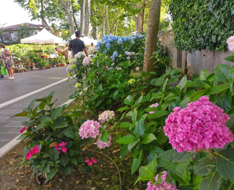 Festa delle Ortensie