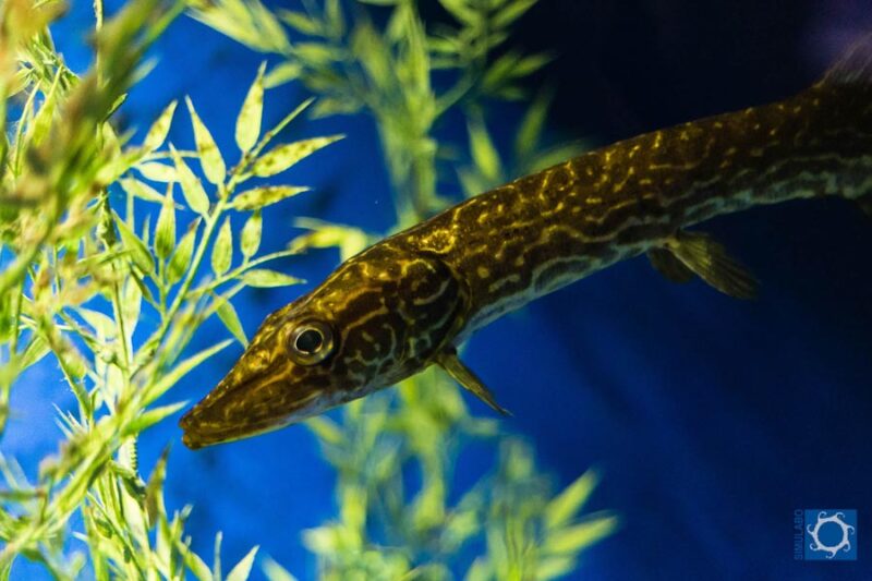 Acquario del Lago di Bolsena